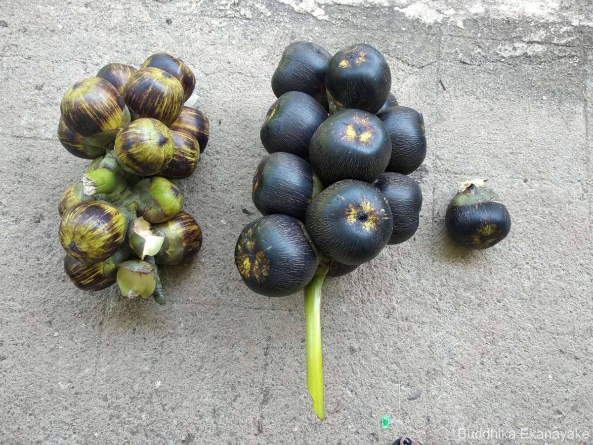 Borassus flabellifer L.