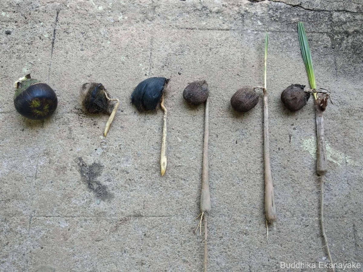 Borassus flabellifer L.