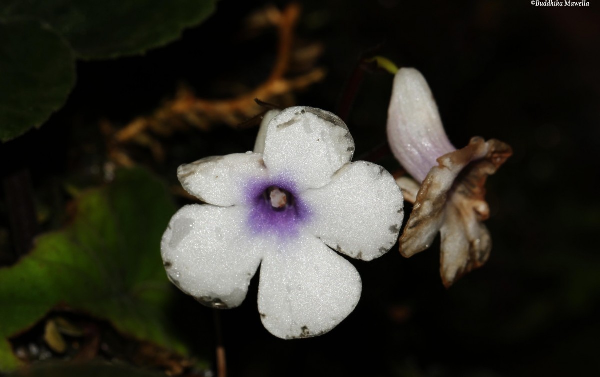 Henckelia zeylanica (R.Br.) A.Weber & B.L.Burtt