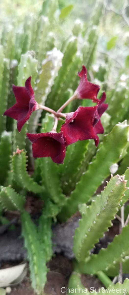 Boucerosia umbellata (Haw.) Wight & Arn.