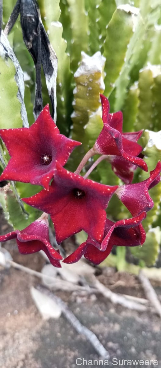 Boucerosia umbellata (Haw.) Wight & Arn.