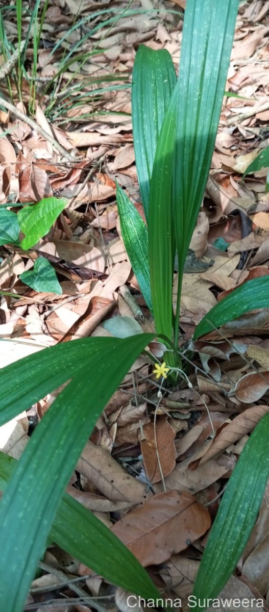 Curculigo orchioides Gaertn.