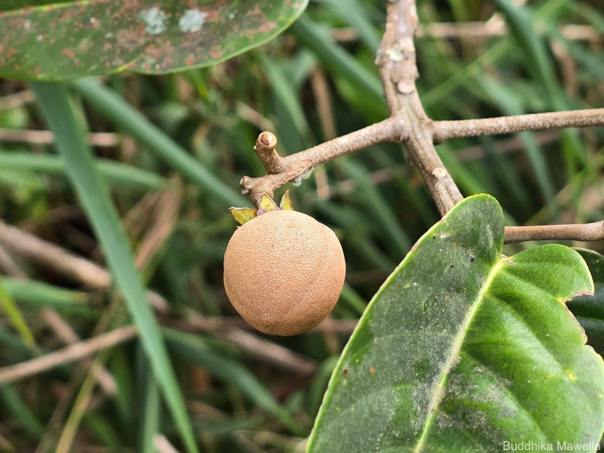 Stemonoporus gardneri Thwaites