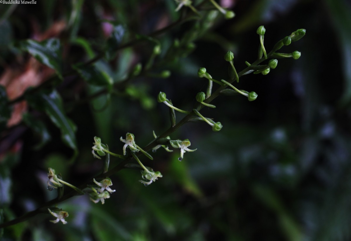 Habenaria dolichostachya Thwaites