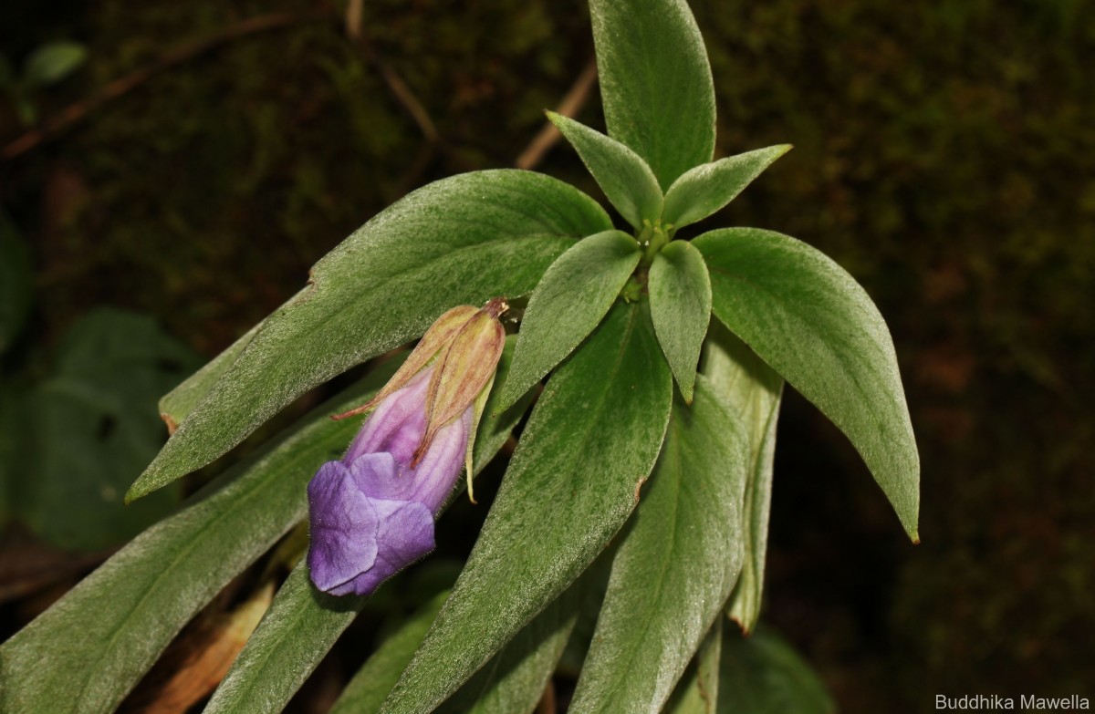 Henckelia moonii (Gardner) D.J.Middleton & Mich.Möller