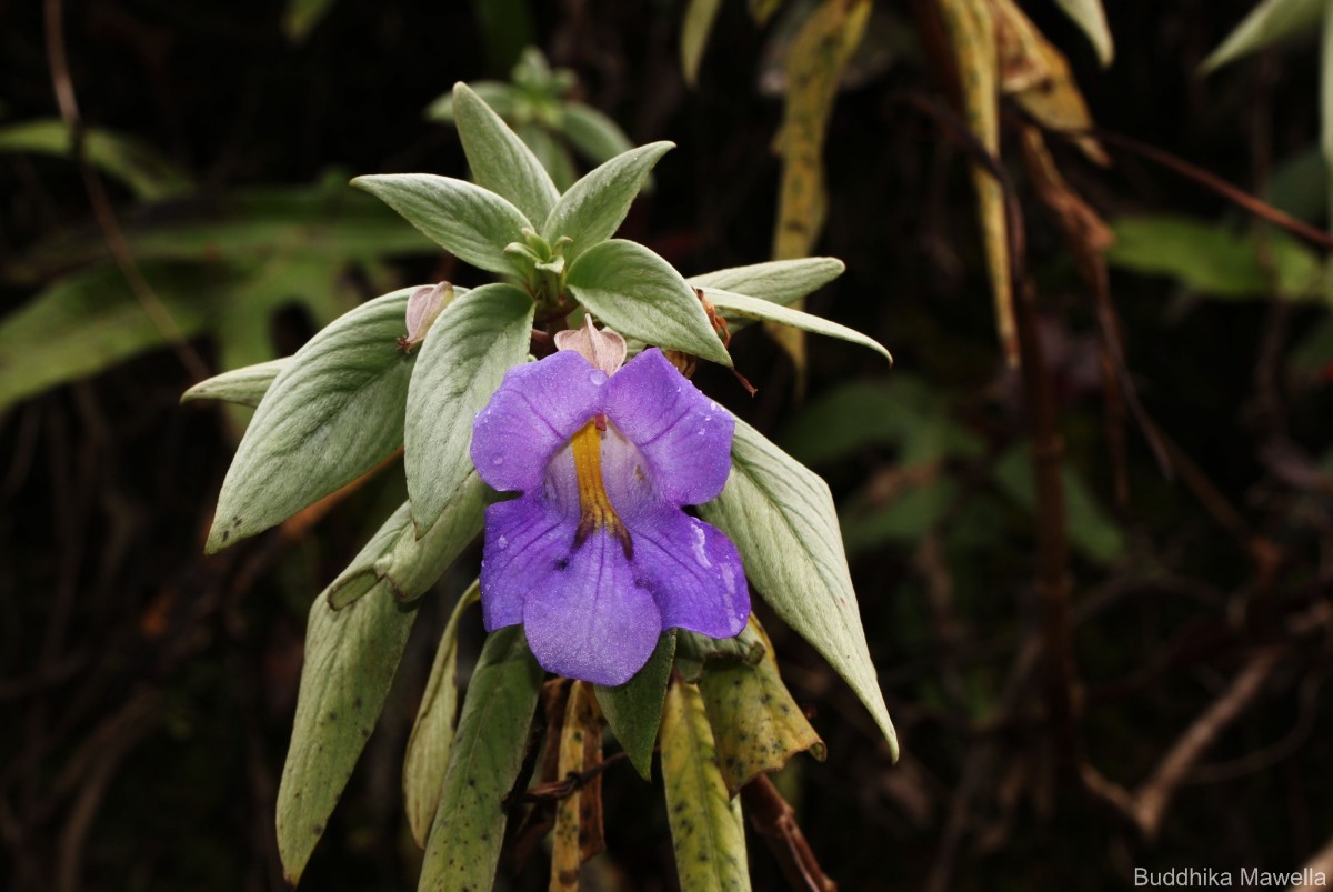 Henckelia moonii (Gardner) D.J.Middleton & Mich.Möller