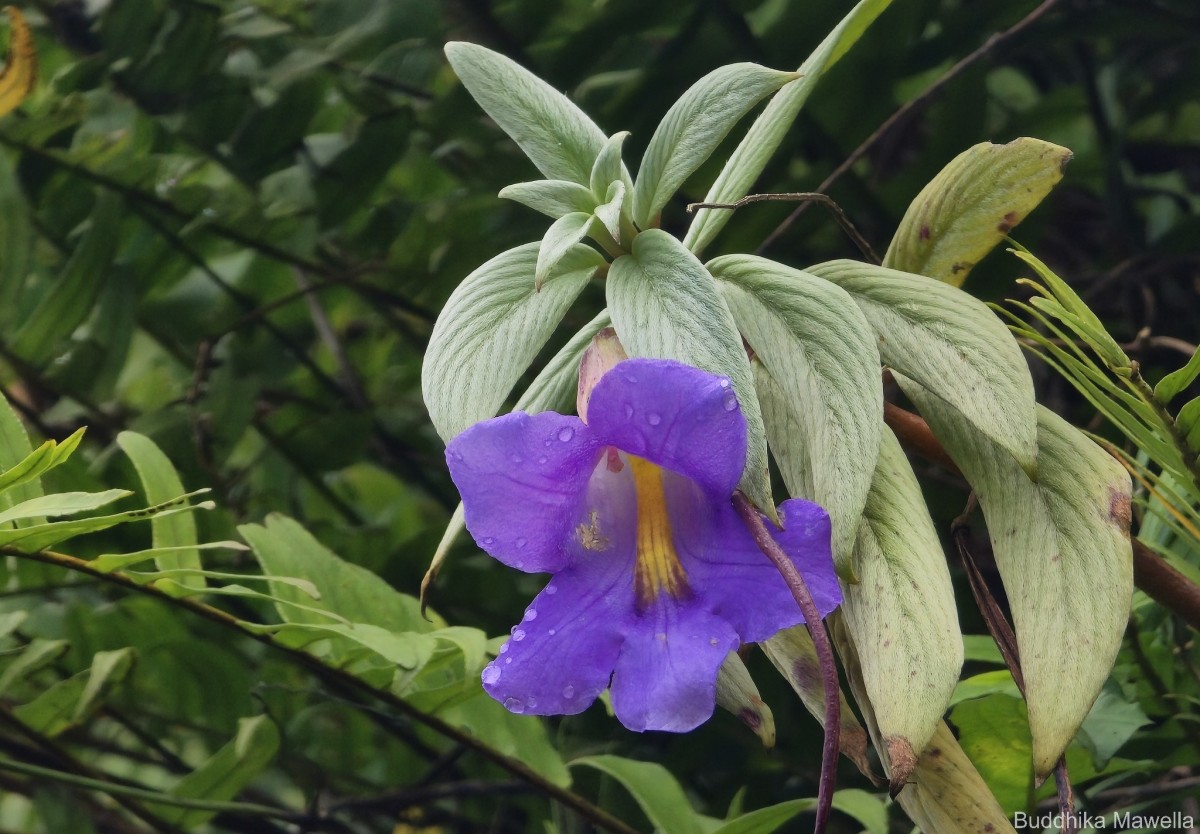 Henckelia moonii (Gardner) D.J.Middleton & Mich.Möller