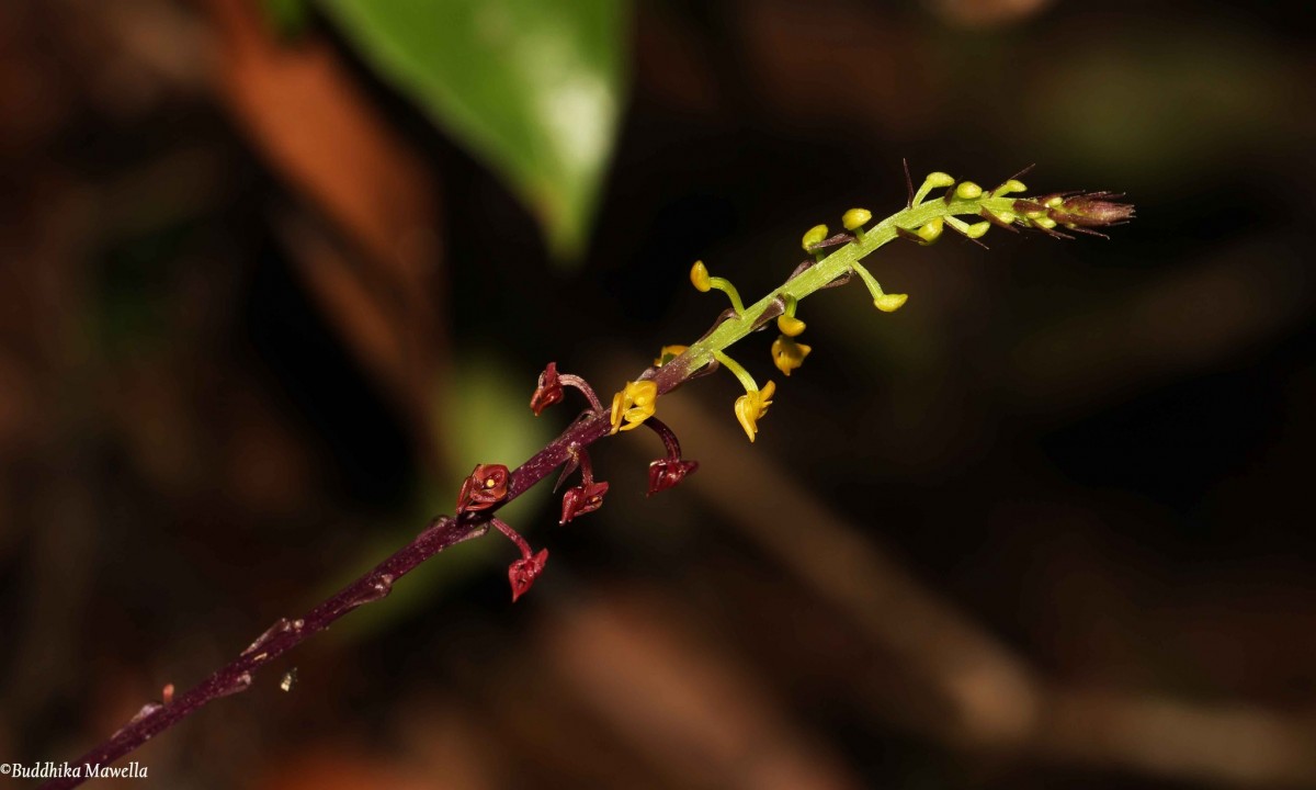 Malaxis discolor (Lindl.) Kuntze