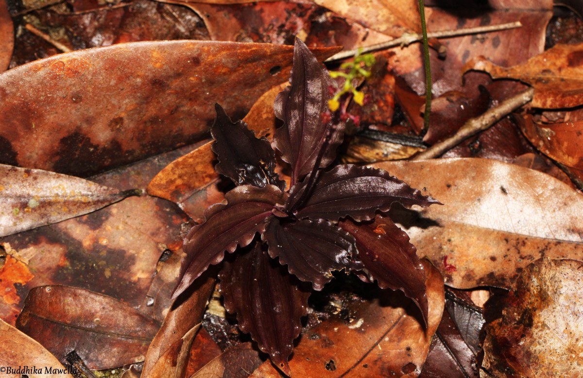 Malaxis discolor (Lindl.) Kuntze