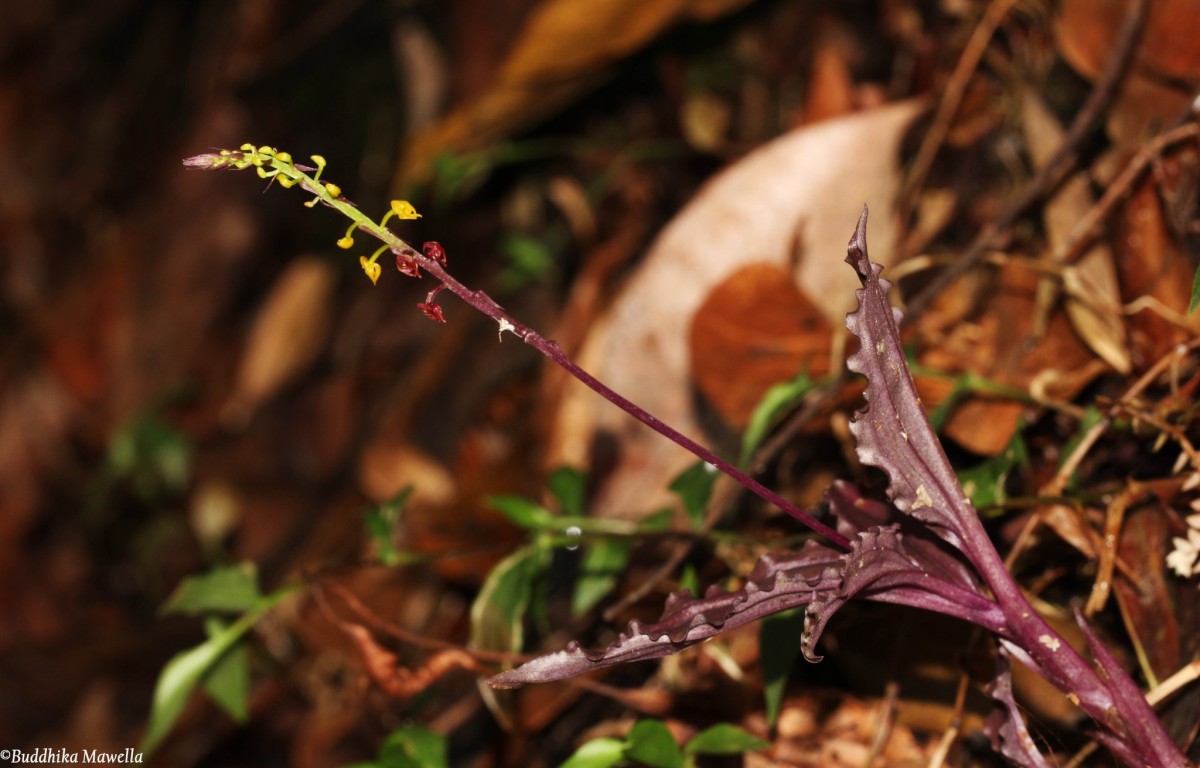 Malaxis discolor (Lindl.) Kuntze