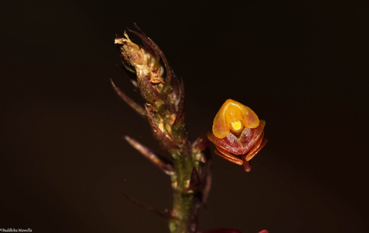 Malaxis discolor (Lindl.) Kuntze