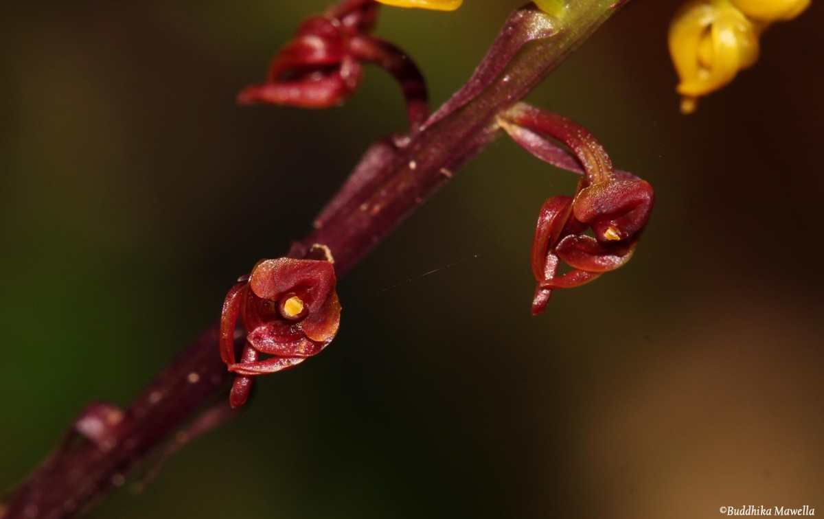 Malaxis discolor (Lindl.) Kuntze