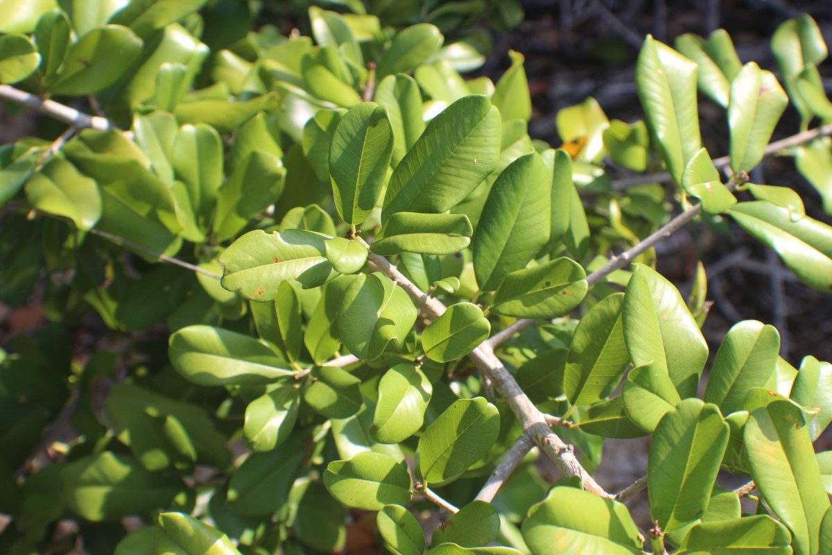 Manilkara hexandra (Roxb.) Dubard