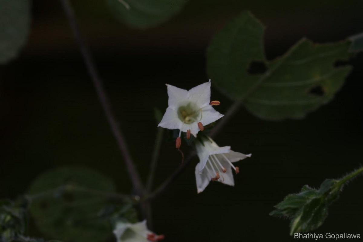 Strobilanthes arnottiana Nees