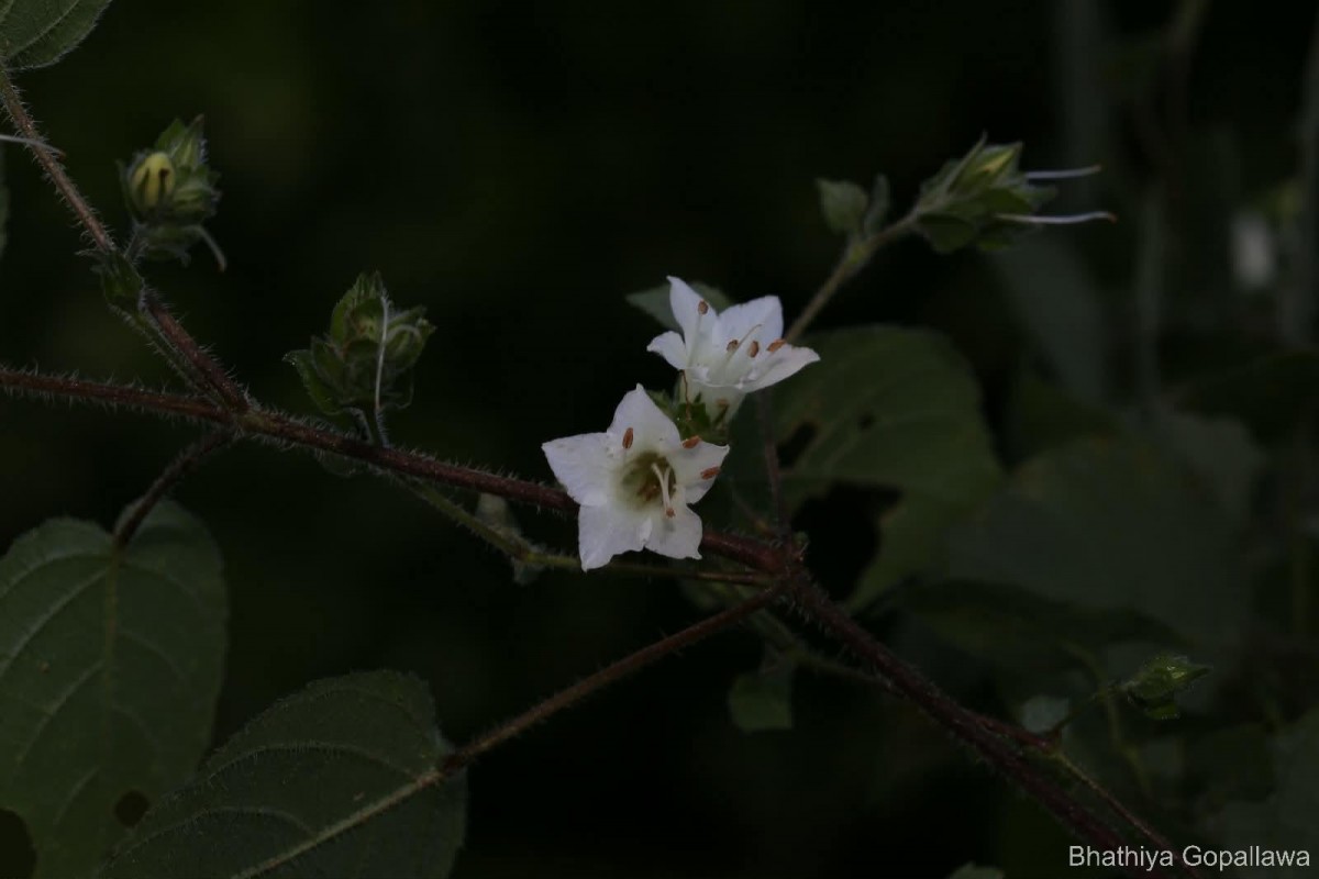 Strobilanthes arnottiana Nees