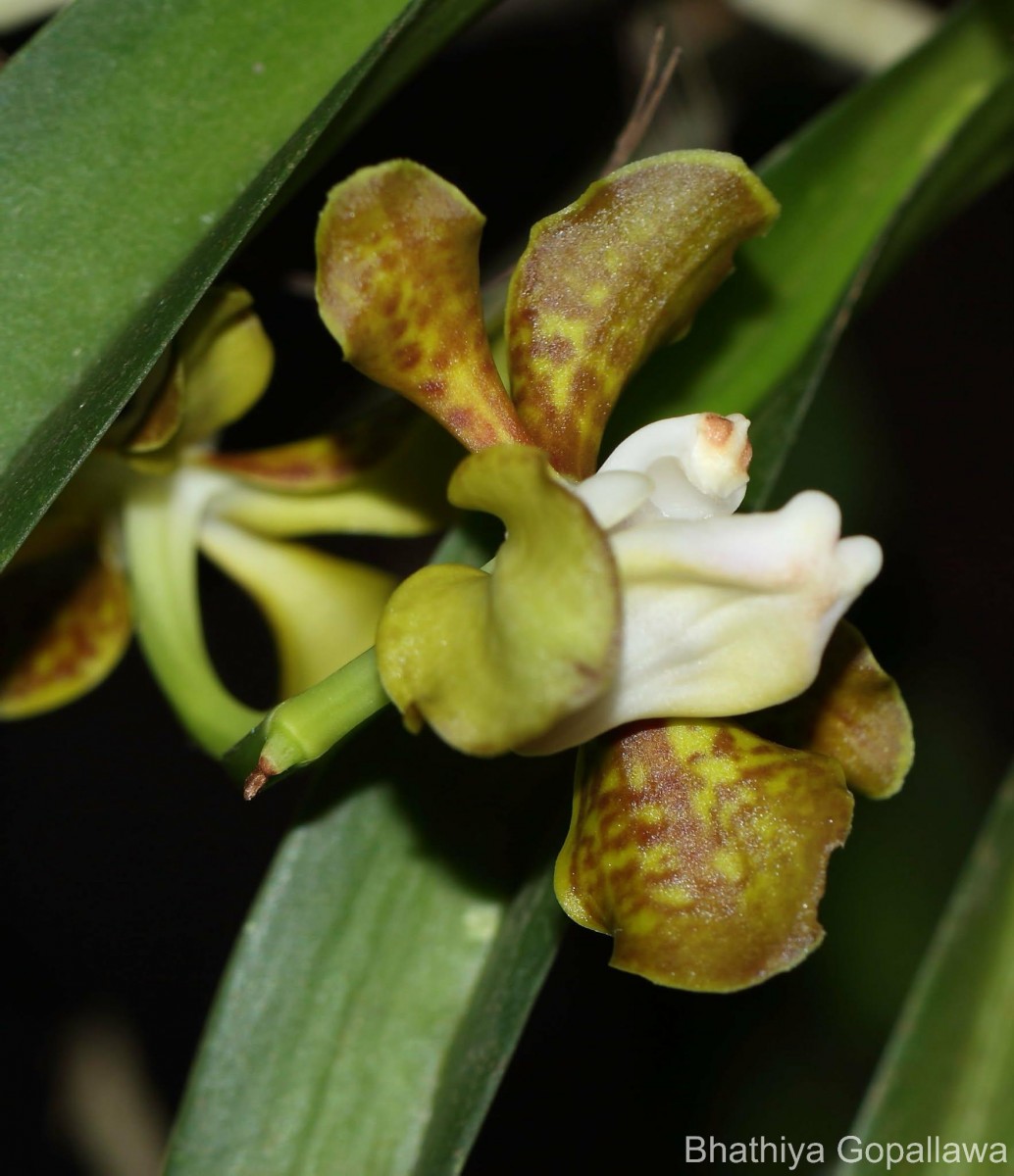 Vanda thwaitesii Hook.f.