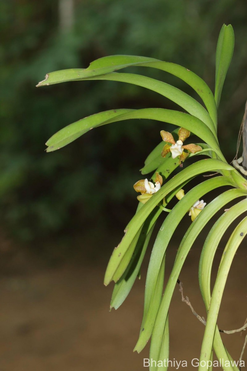 Vanda thwaitesii Hook.f.