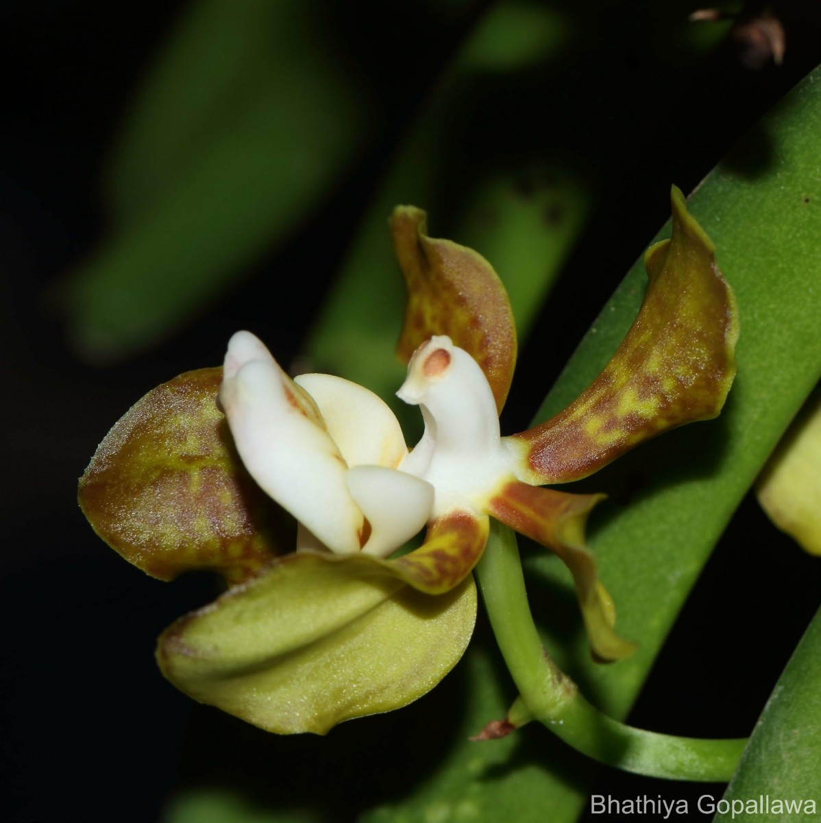 Vanda thwaitesii Hook.f.