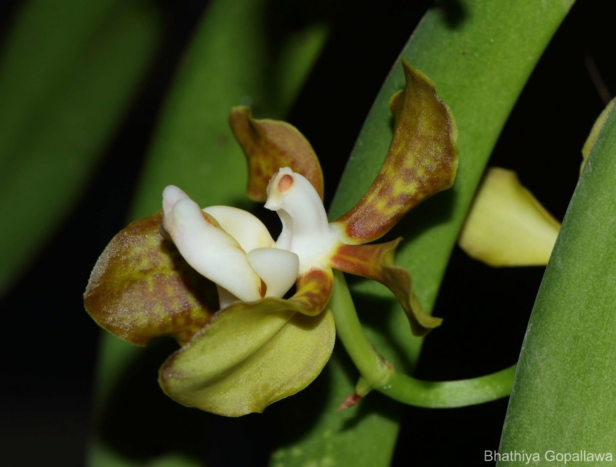 Vanda thwaitesii Hook.f.