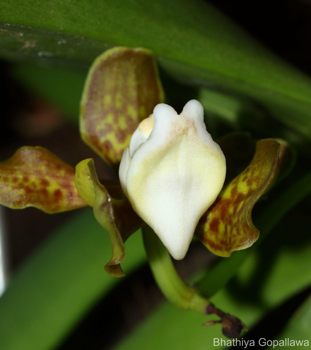 Vanda thwaitesii Hook.f.