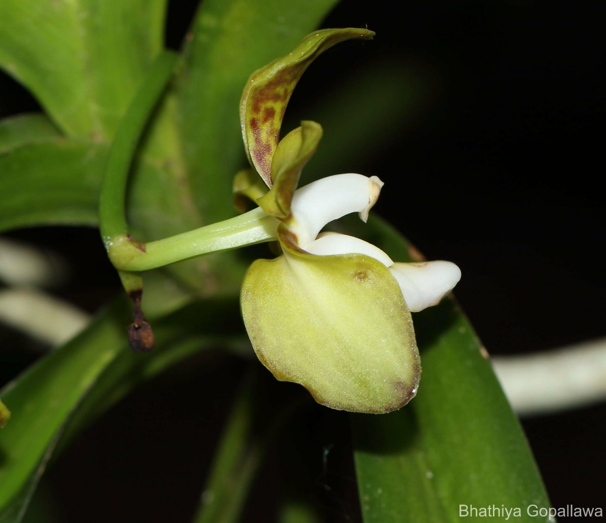 Vanda thwaitesii Hook.f.