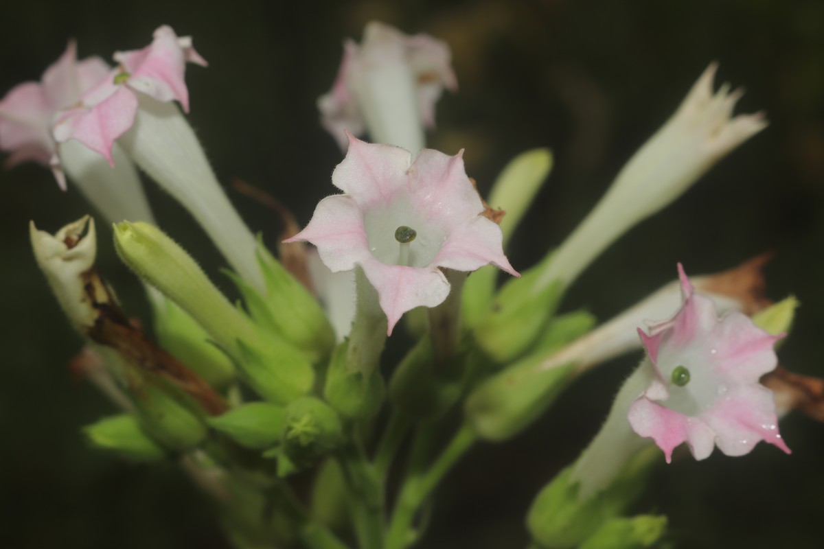Nicotiana tabacum L.