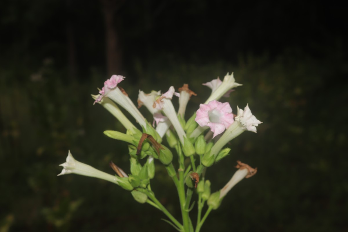 Nicotiana tabacum L.