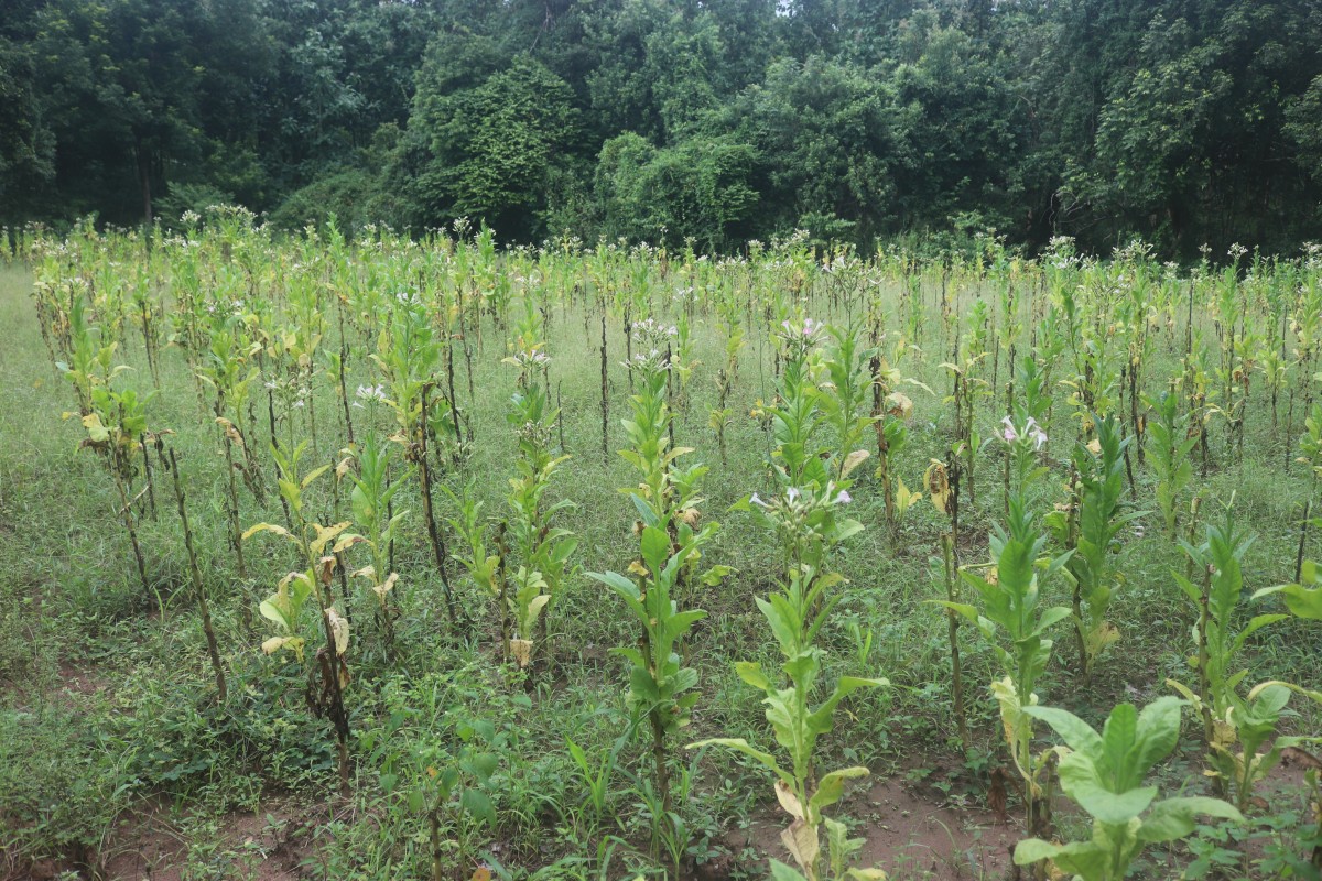 Nicotiana tabacum L.