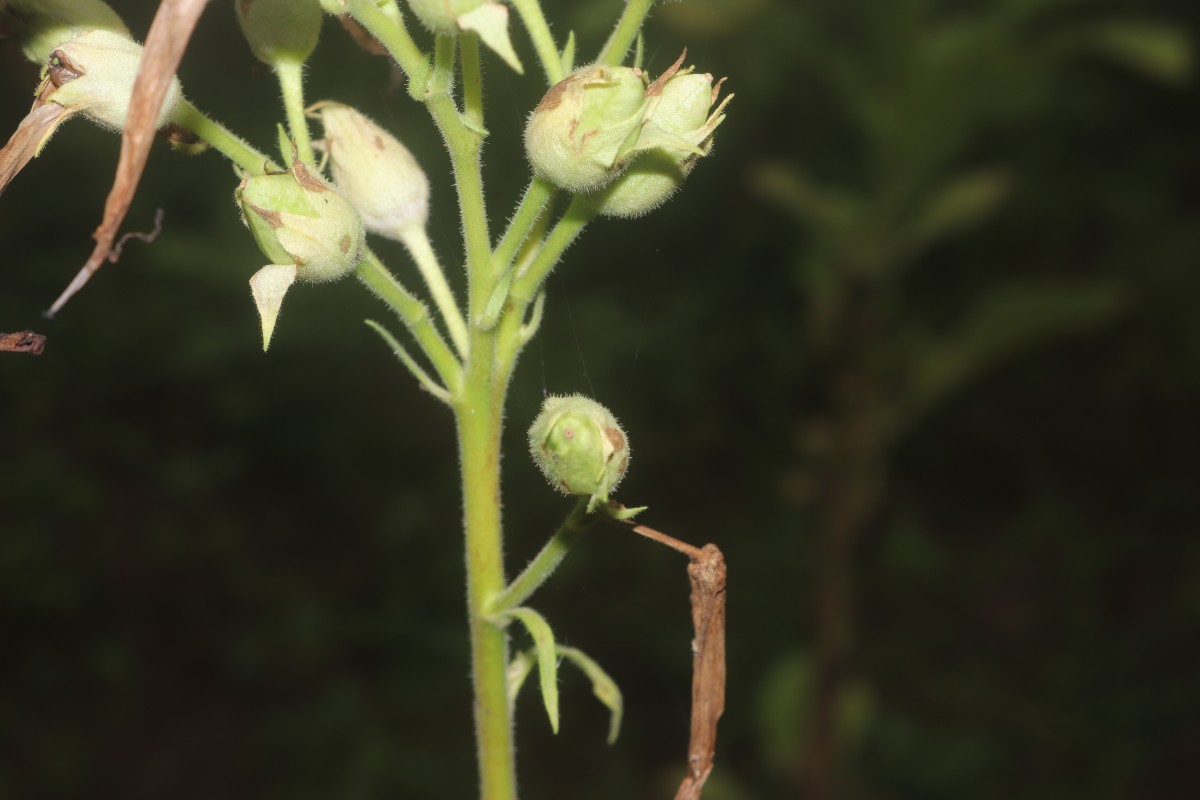 Nicotiana tabacum L.