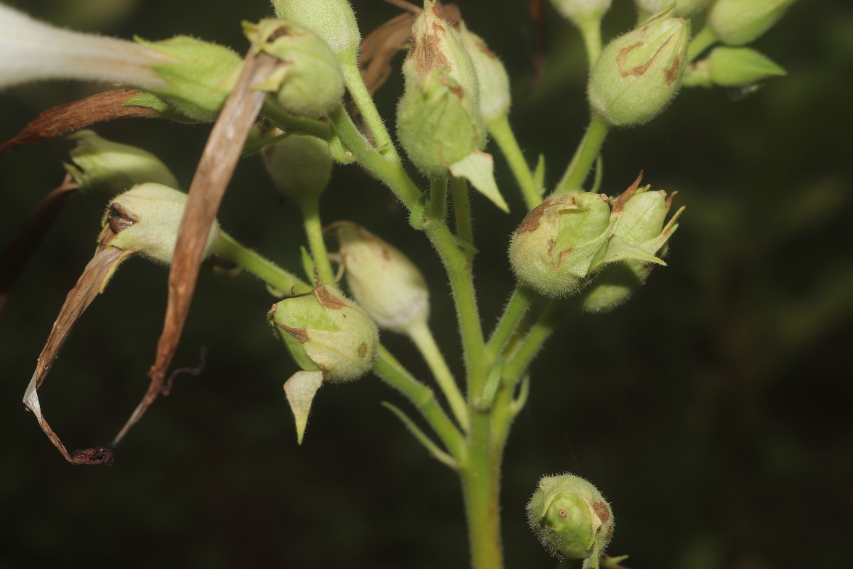 Nicotiana tabacum L.