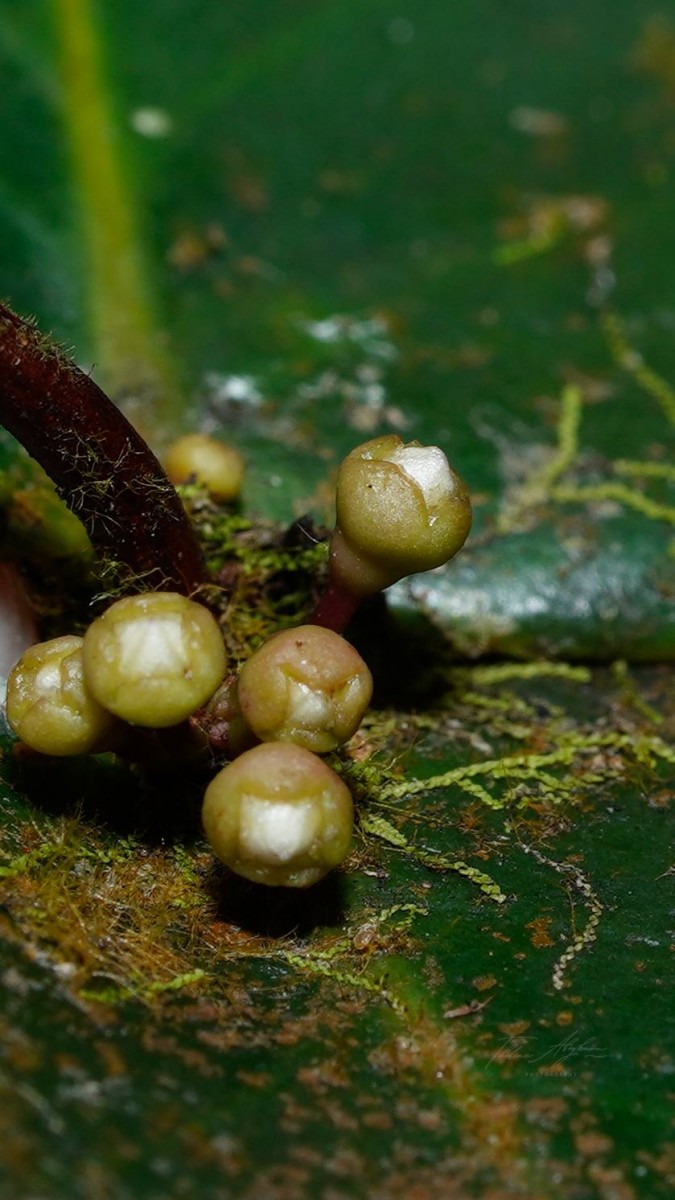 Memecylon orbiculare Thwaites