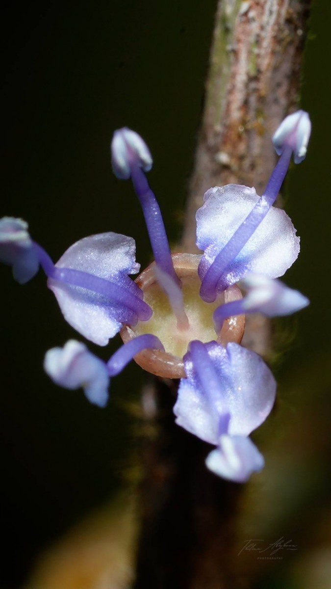 Memecylon orbiculare Thwaites