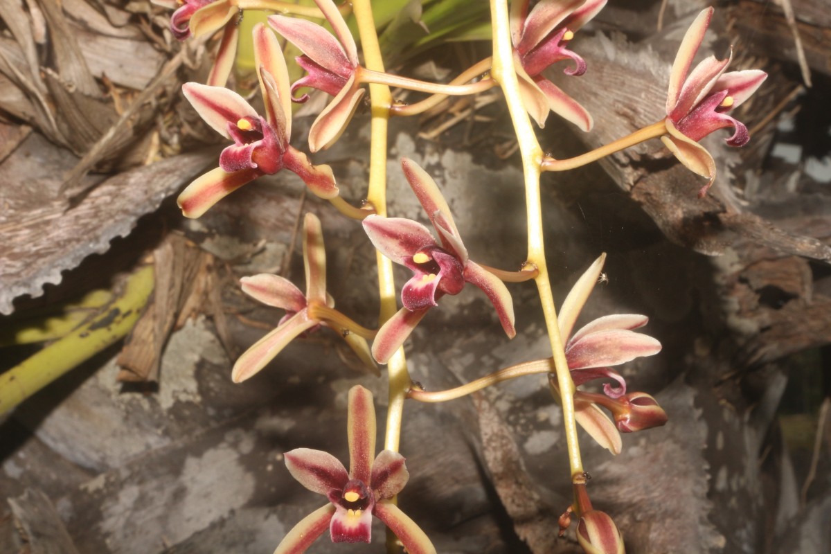 Cymbidium sp.