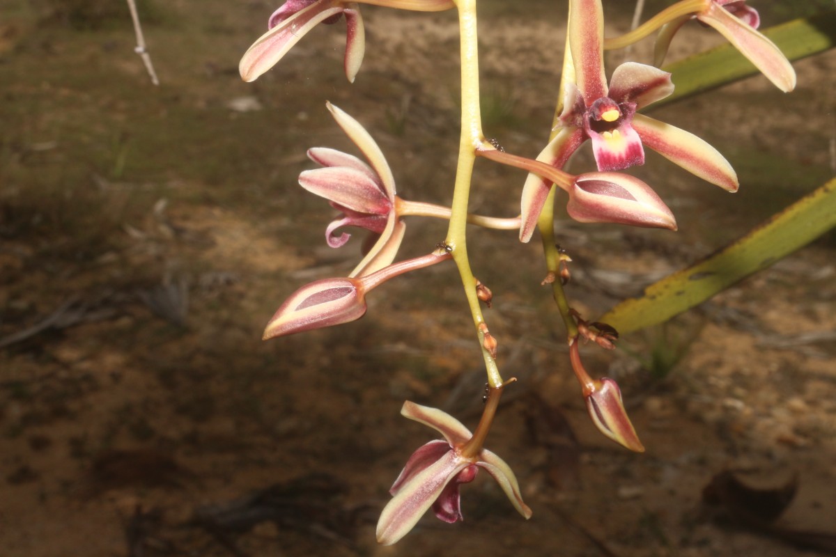 Cymbidium sp.