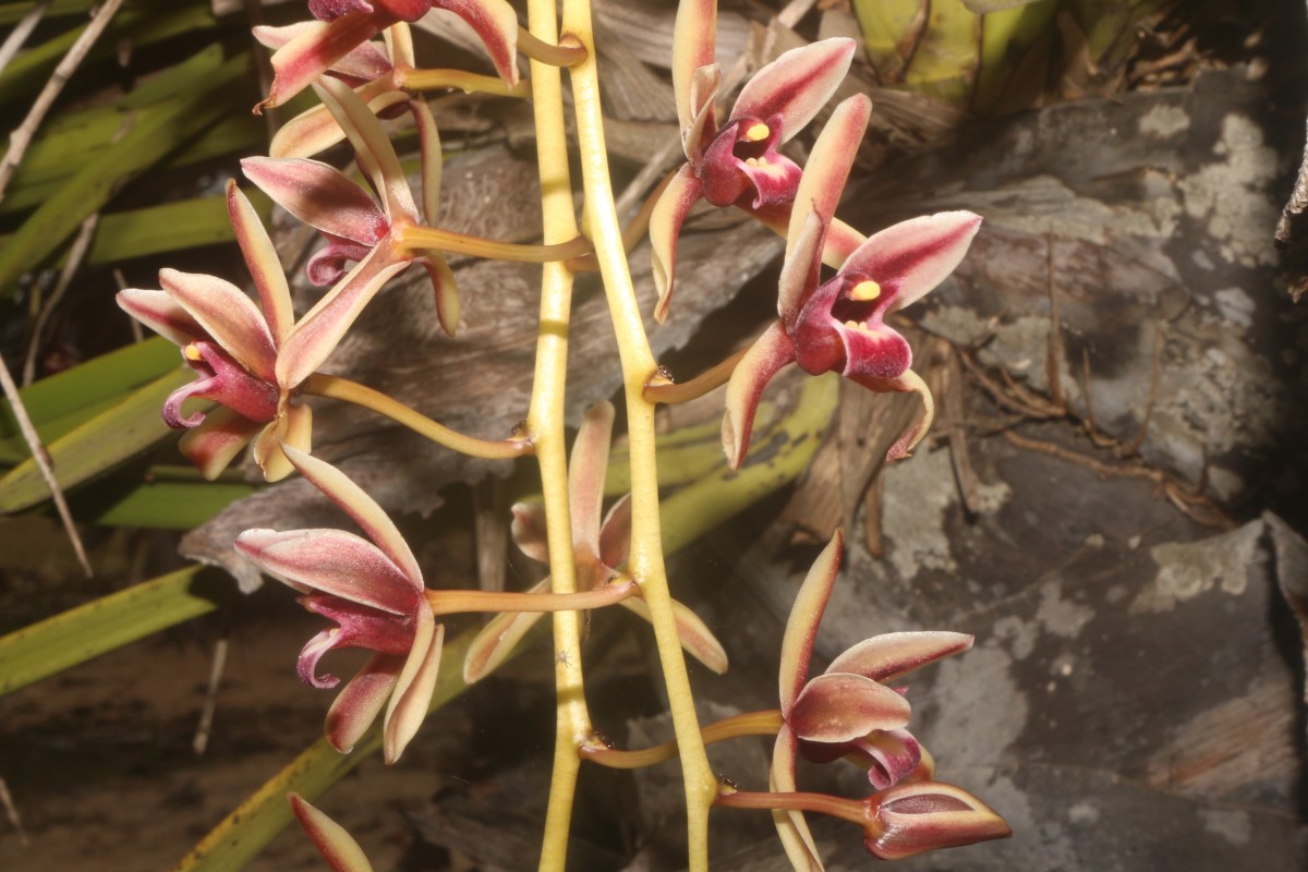 Cymbidium sp.