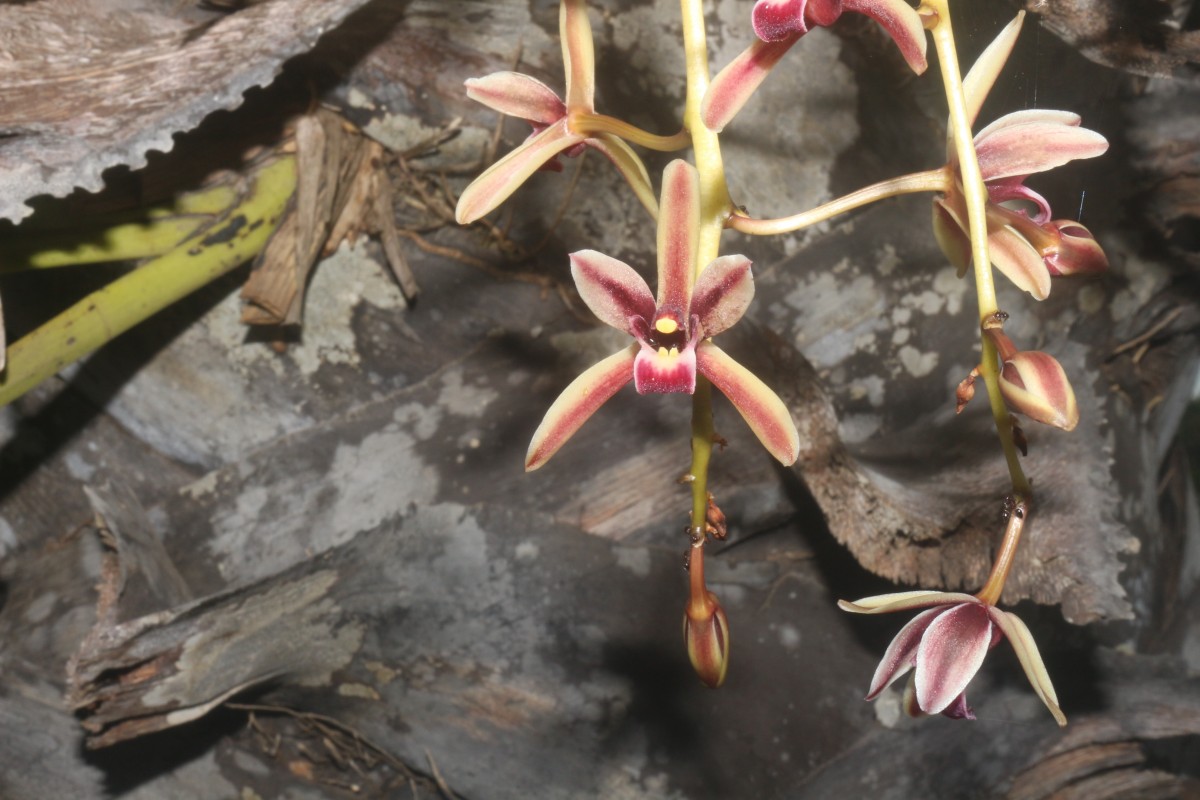 Cymbidium sp.