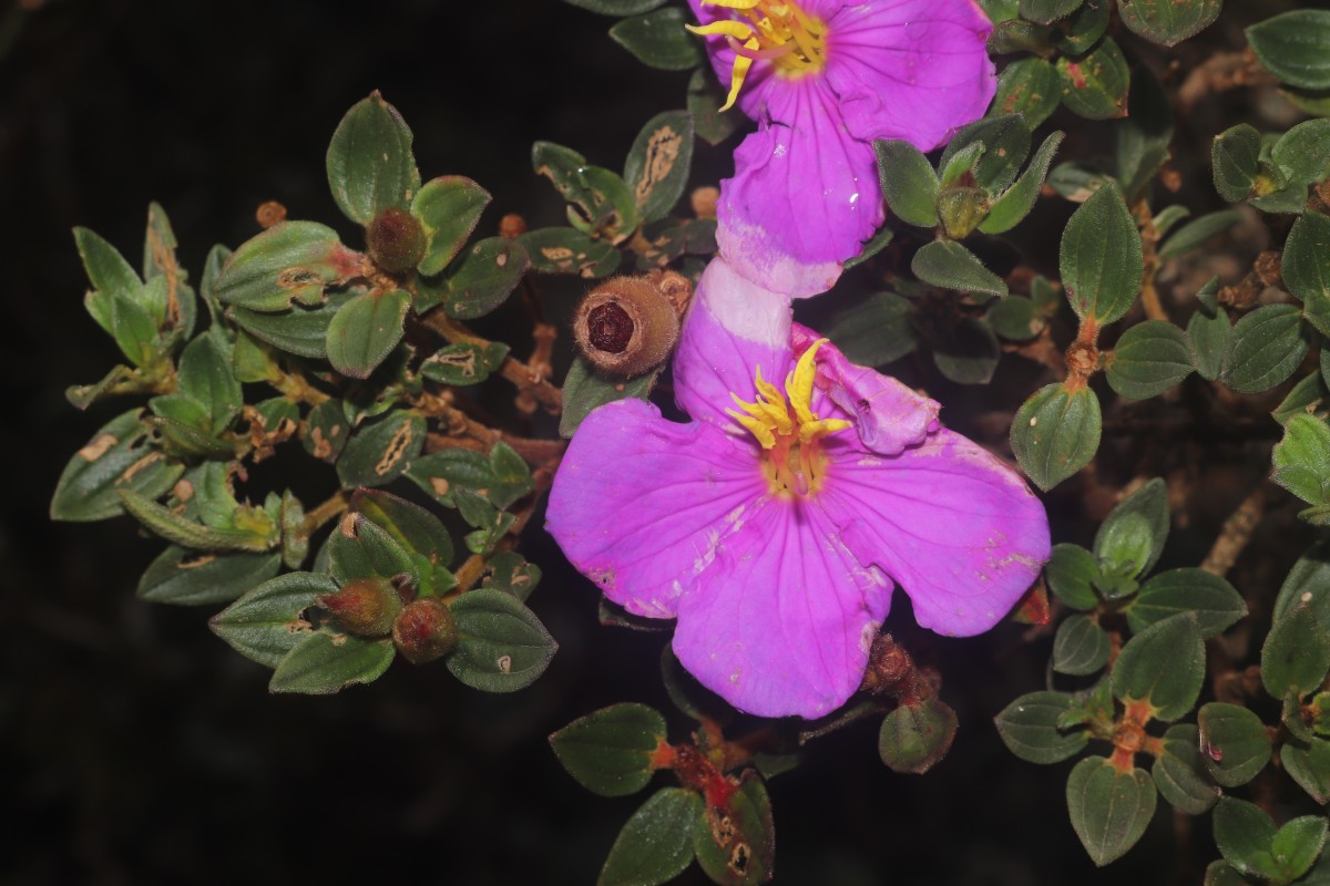 Osbeckia walkeri Arn.