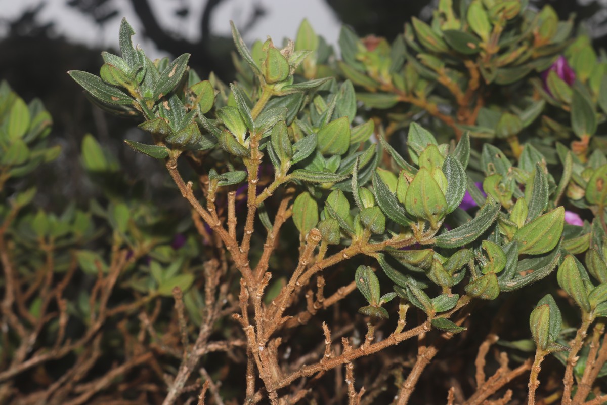 Osbeckia walkeri Arn.