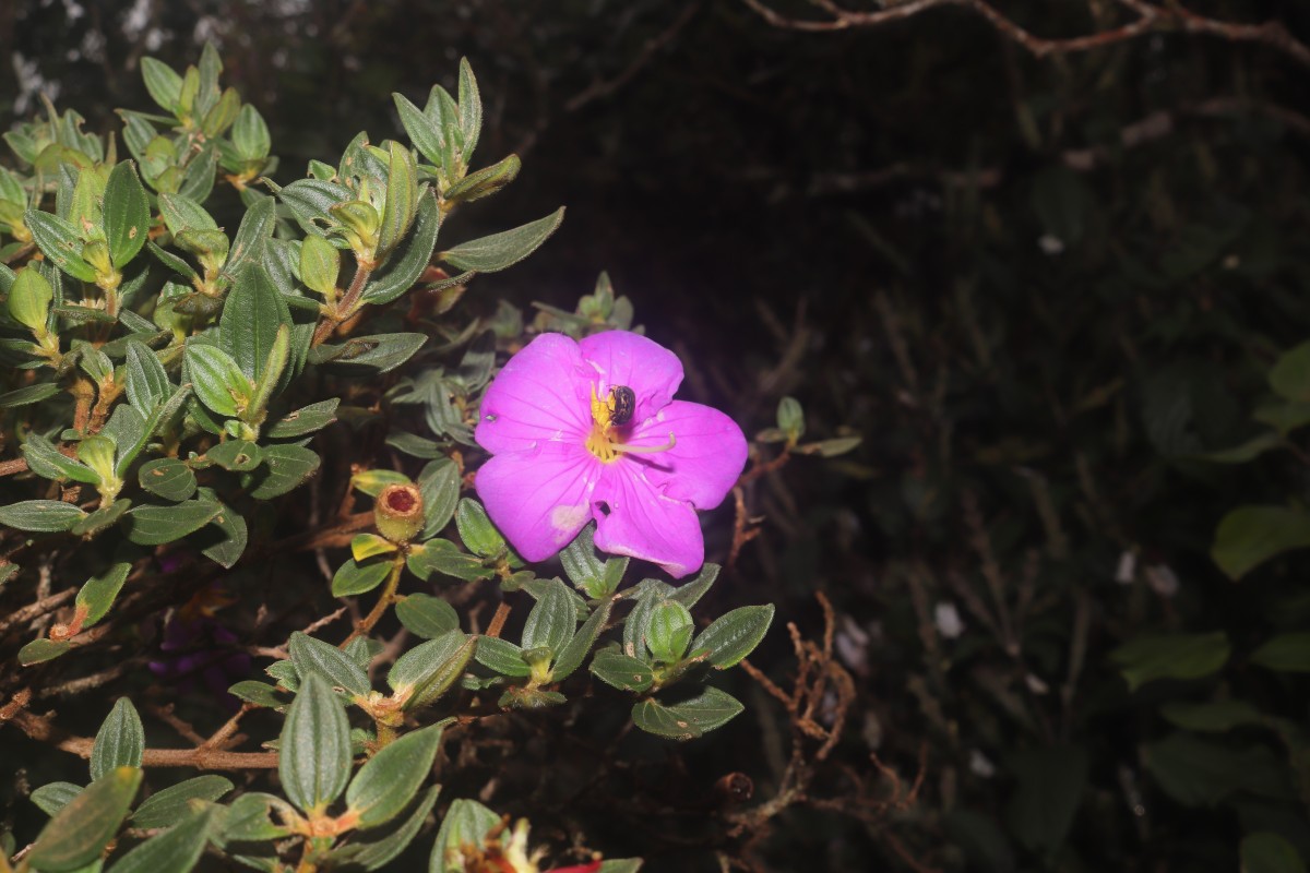 Osbeckia walkeri Arn.