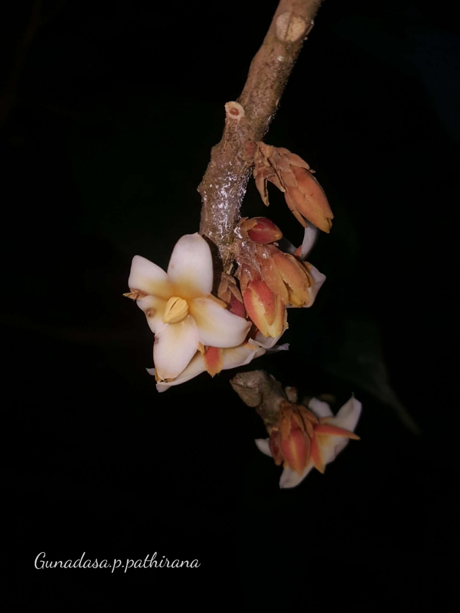 Stemonoporus bullatus Kosterm.