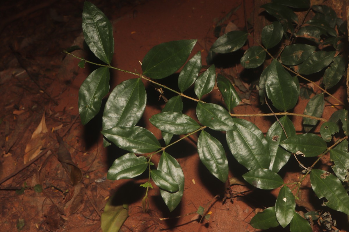 Strychnos trichocalyx A.W.Hill