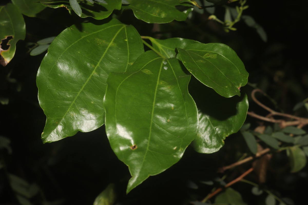 Strychnos trichocalyx A.W.Hill