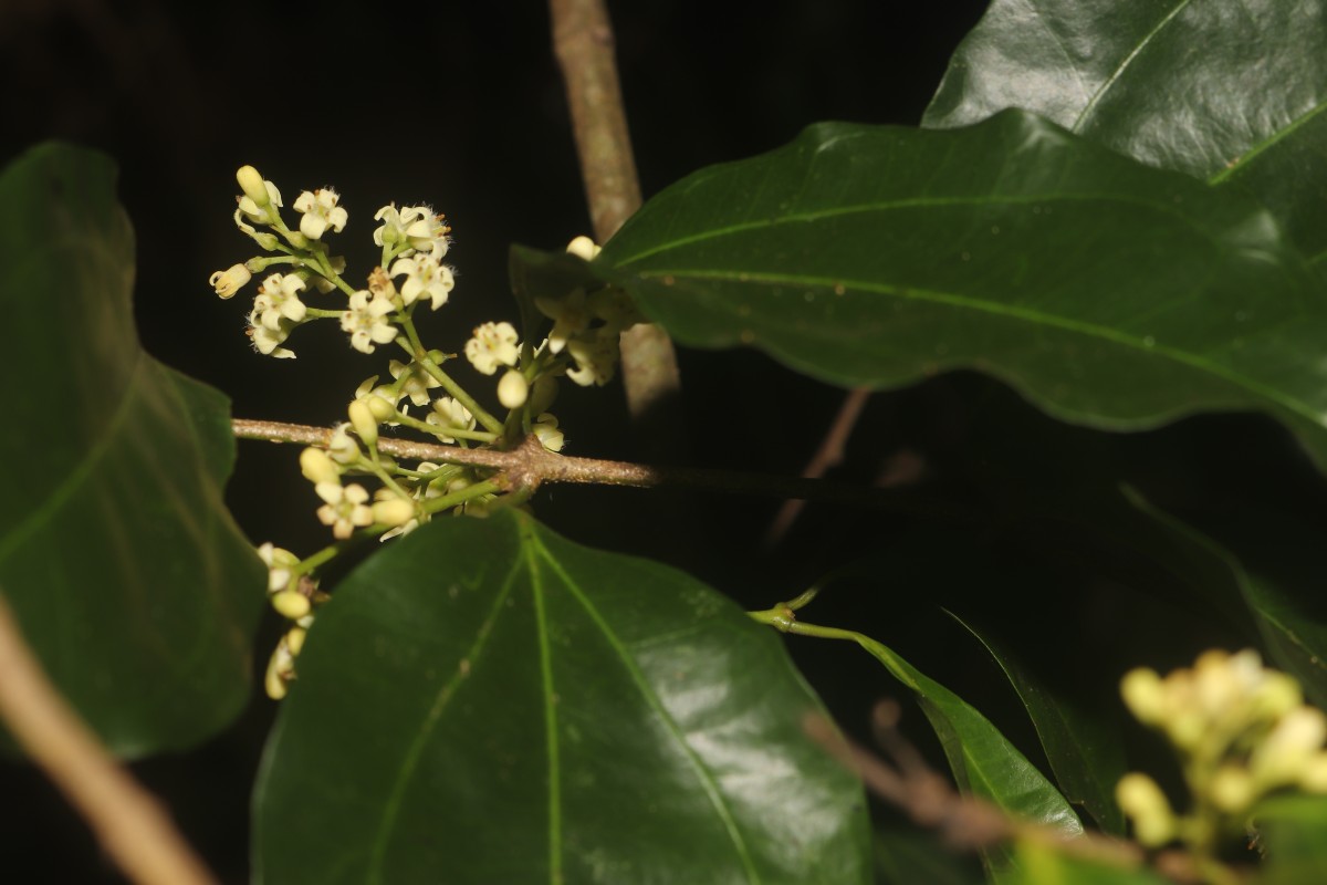 Strychnos trichocalyx A.W.Hill