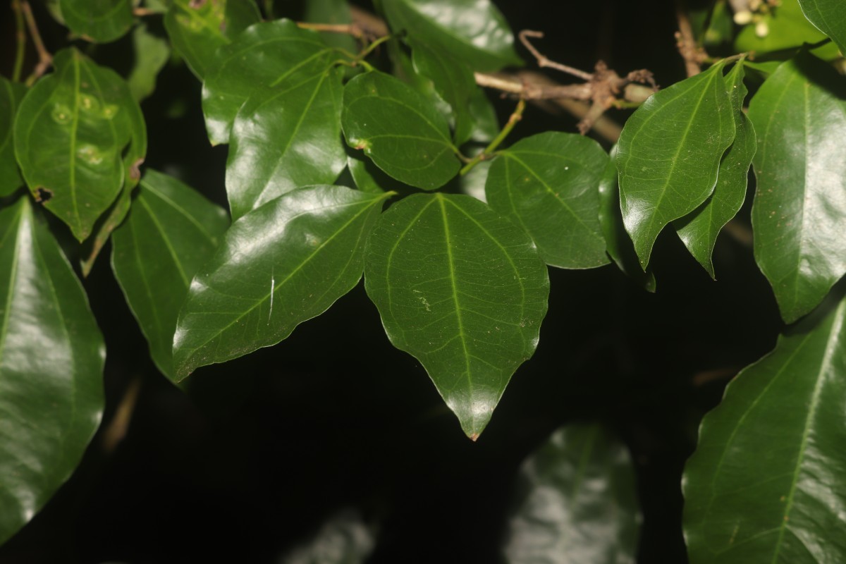 Strychnos trichocalyx A.W.Hill