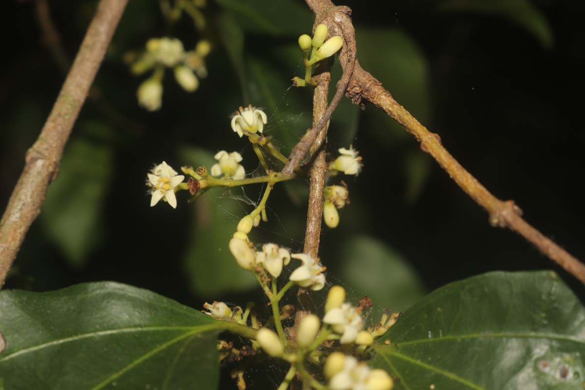 Strychnos trichocalyx A.W.Hill