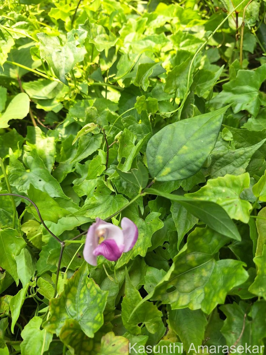 Leptospron adenanthum (G.Mey.) A.Delgado