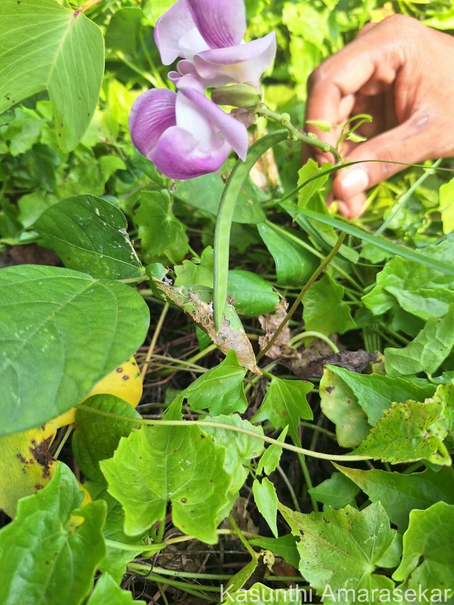 Leptospron adenanthum (G.Mey.) A.Delgado