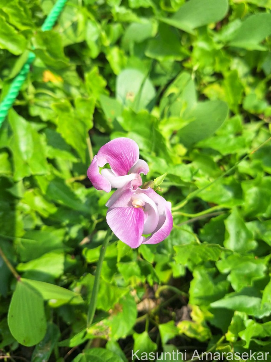 Leptospron adenanthum (G.Mey.) A.Delgado