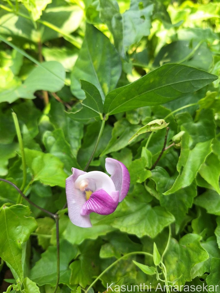 Leptospron adenanthum (G.Mey.) A.Delgado