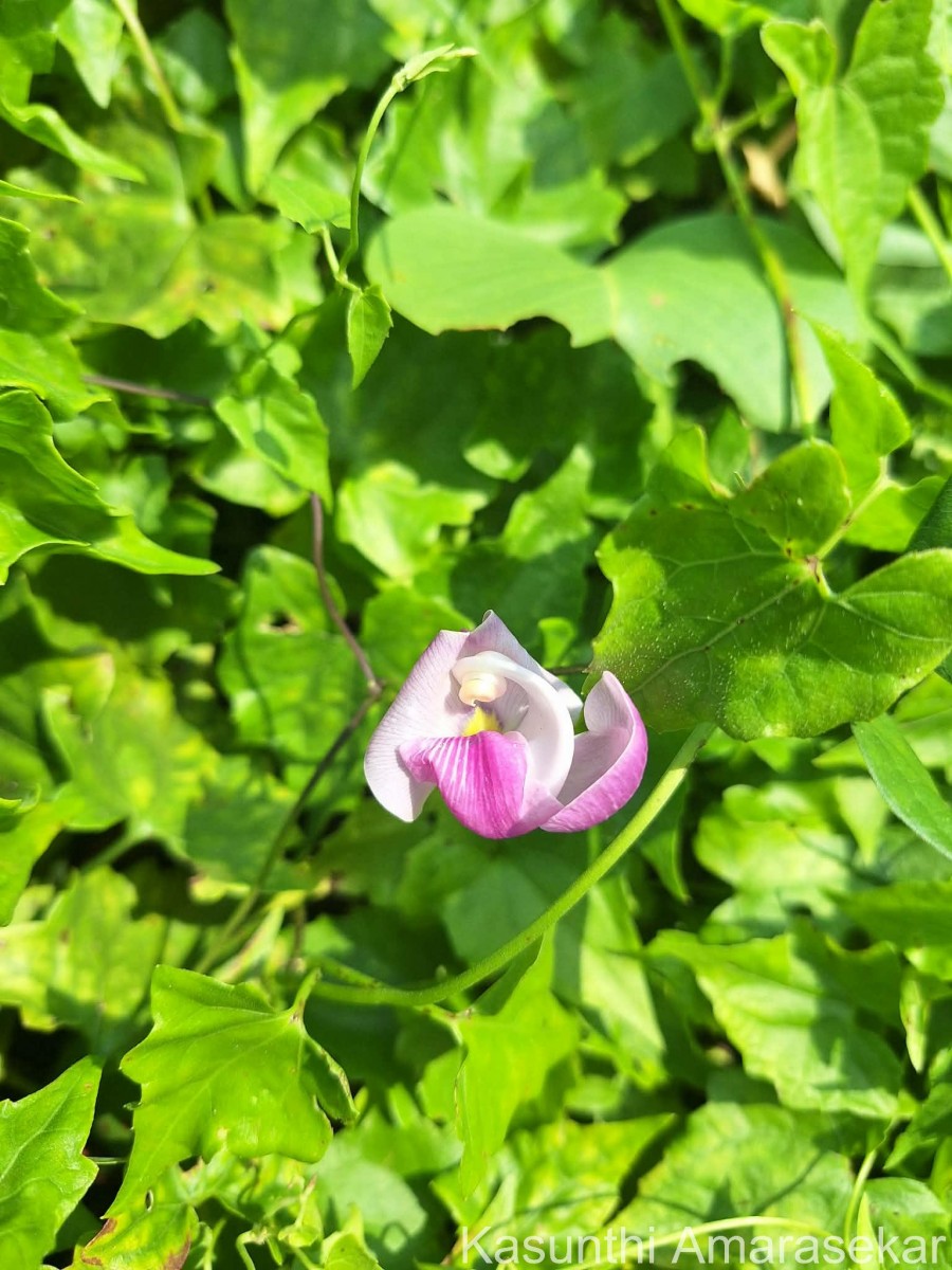 Leptospron adenanthum (G.Mey.) A.Delgado